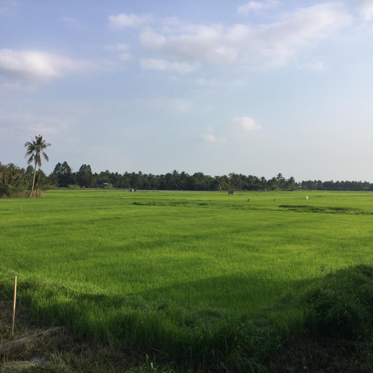 upload/images/destination/mekong delta/explore Mekong (2).JPG
